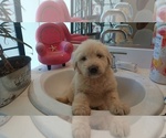 Small #9 Labradoodle