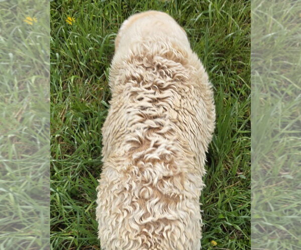 Medium Photo #6 Mutt Puppy For Sale in Cuba, NY, USA