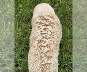 Lillie - Female Mutt Dog for Adoption - Photo #6