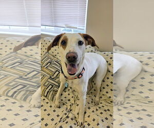 Pointer-Unknown Mix Dogs for adoption in Rockaway, NJ, USA