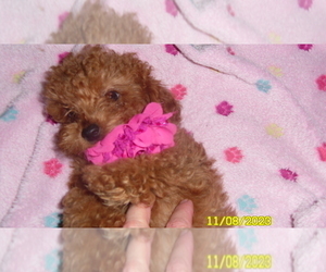 Medium Poodle (Toy)