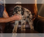 Small #11 Poodle (Miniature)