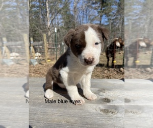 Border Collie Puppy for sale in ARARAT, VA, USA