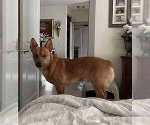 Cardigan Welsh Corgi Dogs for adoption in San Antonio, TX, USA