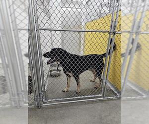 German Shepherd Dog-Unknown Mix Dogs for adoption in Temple, TX, USA