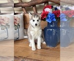 Small #3 Pomsky