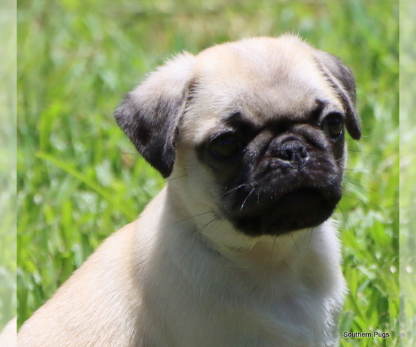 Medium Photo #21 Pug Puppy For Sale in WINNSBORO, TX, USA