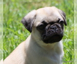 Small Photo #21 Pug Puppy For Sale in WINNSBORO, TX, USA