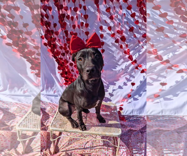 Medium Photo #14 American Pit Bull Terrier-Mountain Cur Mix Puppy For Sale in Calhoun, GA, USA