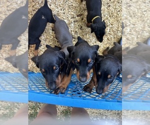 Doberman Pinscher Puppy for sale in MC COOK, NE, USA