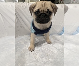 Pug Puppy for sale in LITTLE FALLS, NJ, USA