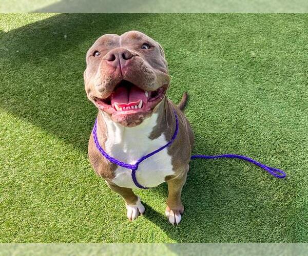 Medium Photo #1 American Pit Bull Terrier Puppy For Sale in Orange, CA, USA