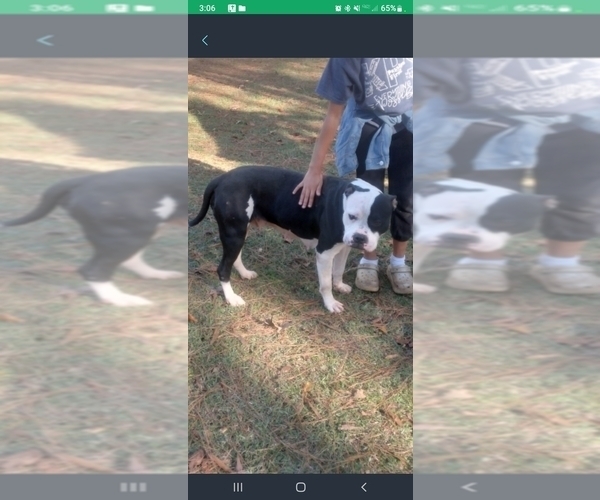 Medium Photo #1 American Bulldog Puppy For Sale in ALBANY, GA, USA