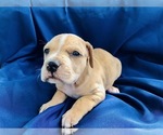 Small Photo #15 Catahoula Leopard Dog-Unknown Mix Puppy For Sale in YELLVILLE, AR, USA
