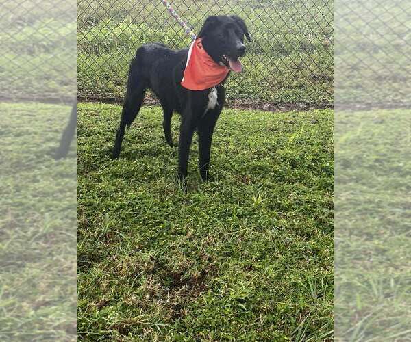 Medium Photo #3 Mutt Puppy For Sale in Abbeville, LA, USA