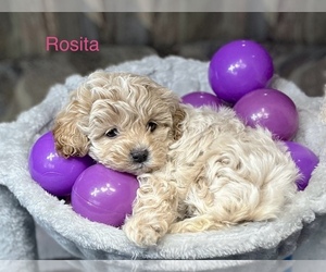 Poodle (Miniature)-ShihPoo Mix Puppy for sale in CRAWFORDSVLLE, IA, USA