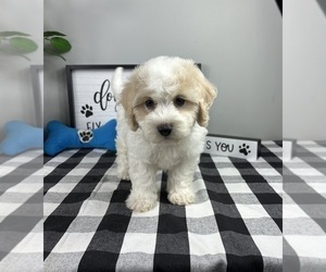 Maltipoo Puppy for sale in FRANKLIN, IN, USA
