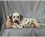 Small Photo #6 Dalmatian Puppy For Sale in QUARRYVILLE, PA, USA
