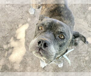 Mutt Dogs for adoption in Tulsa, OK, USA