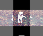 Small Photo #1 Labradoodle Puppy For Sale in MAIDSVILLE, WV, USA