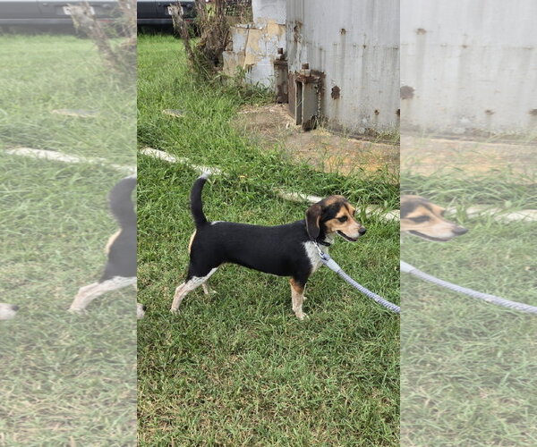 Medium Photo #2 Beagle Puppy For Sale in Rustburg, VA, USA