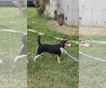 Small #1 Beagle