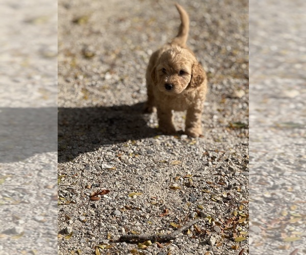 Medium Photo #5 Poodle (Toy) Puppy For Sale in WOODSTOCK, IL, USA