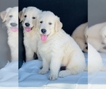 Small Photo #8 Golden Retriever Puppy For Sale in WESLEY CHAPEL, FL, USA