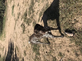 Father of the German Shorthaired Pointer puppies born on 01/02/2018