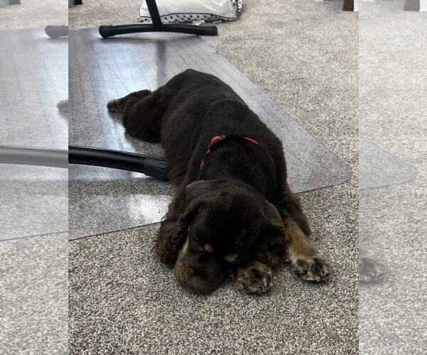 Medium Photo #2 Cocker Spaniel-Unknown Mix Puppy For Sale in Sykesville, MD, USA