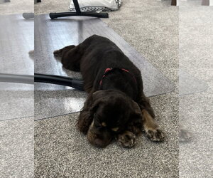 Georgia - Female Cocker Spaniel-Unknown Mix Dog for Adoption - Photo #2