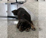 Small Photo #2 Cocker Spaniel-Unknown Mix Puppy For Sale in Sykesville, MD, USA