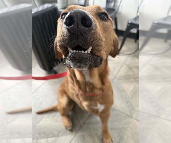 Medium Photo #12 Rhodesian Ridgeback-Unknown Mix Puppy For Sale in Brewster, NY, USA