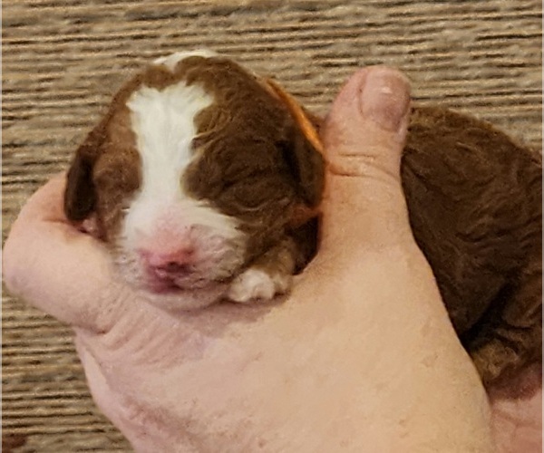 Medium Photo #3 Goldendoodle Puppy For Sale in SAN TAN VALLEY, AZ, USA