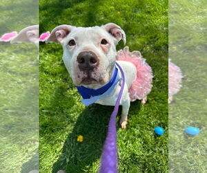Mila May - Female American Pit Bull Terrier-Unknown Mix Dog for Adoption - Photo #2