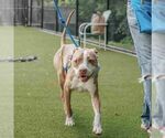 Small #5 American Staffordshire Terrier Mix