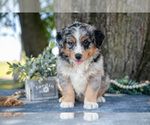 Small #2 Australian Shepherd