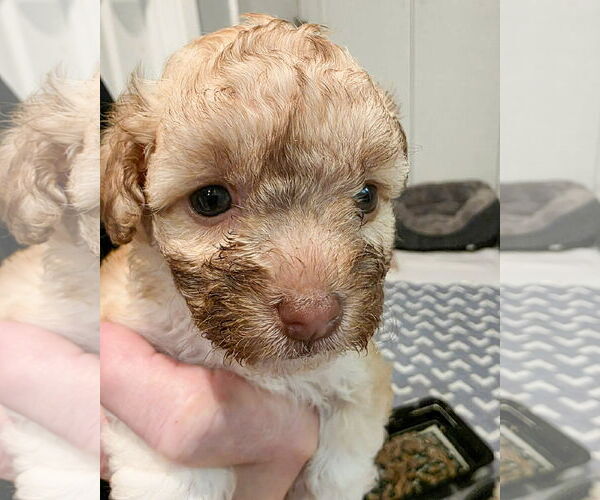 Medium Photo #1 Poodle (Miniature) Puppy For Sale in Corona, CA, USA