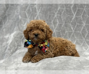 Cock-A-Poo Puppy for sale in LAKELAND, FL, USA