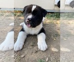 Small Photo #1 Akita Puppy For Sale in DENVER, CO, USA
