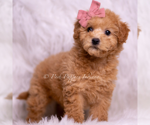 Medium Goldendoodle (Miniature)