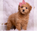 Puppy Lulu Goldendoodle (Miniature)