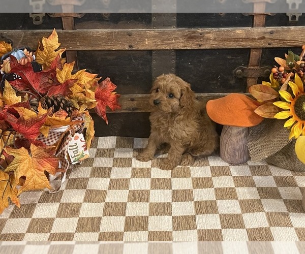 Medium Photo #4 Cavapoo (Miniature) Puppy For Sale in FULTON, KS, USA