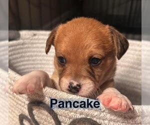 Chiweenie Dogs for adoption in Los Angeles, CA, USA