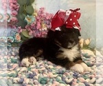 Puppy Clover Aussiedoodle Miniature 
