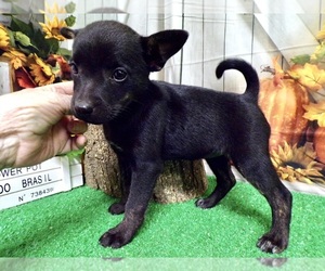 Rat Terrier Puppy for sale in HAMMOND, IN, USA