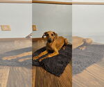 Small Doberman Pinscher-Redbone Coonhound Mix