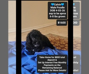 Poodle (Toy) Puppy for sale in TUCSON, AZ, USA