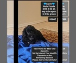 Image preview for Ad Listing. Nickname: Calvin