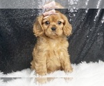 Puppy AKC Kawii Cavalier King Charles Spaniel